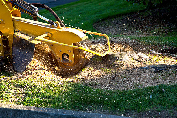 The Steps Involved in Our Tree Care Process in Maplewood, MO